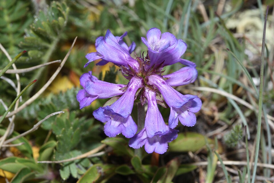 Penstemon procerus (Small-flowered Penstemon) (alternate view 10)