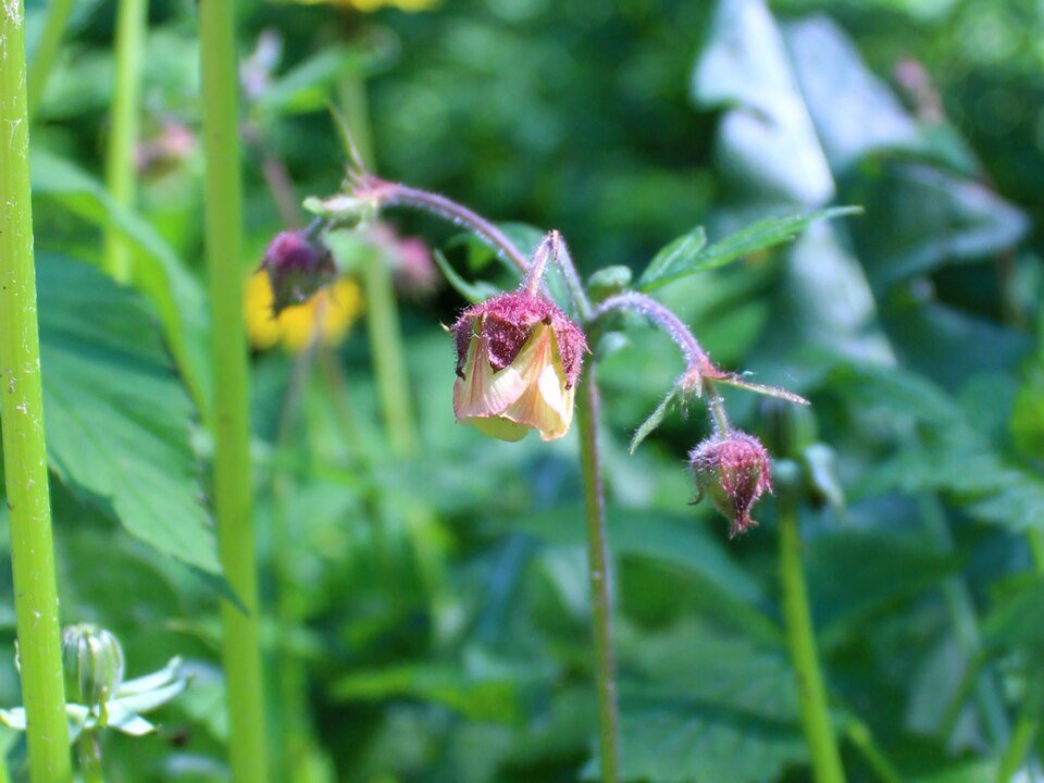 Geum (avens) (alternate view 7)