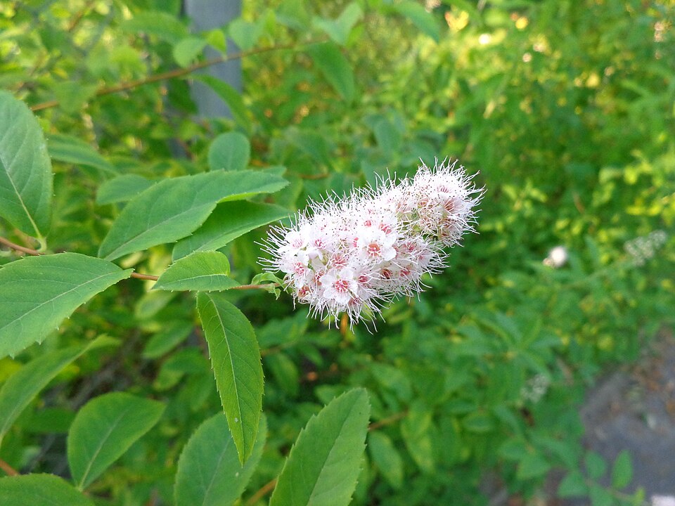 Spiraea alba (white meadowsweet)