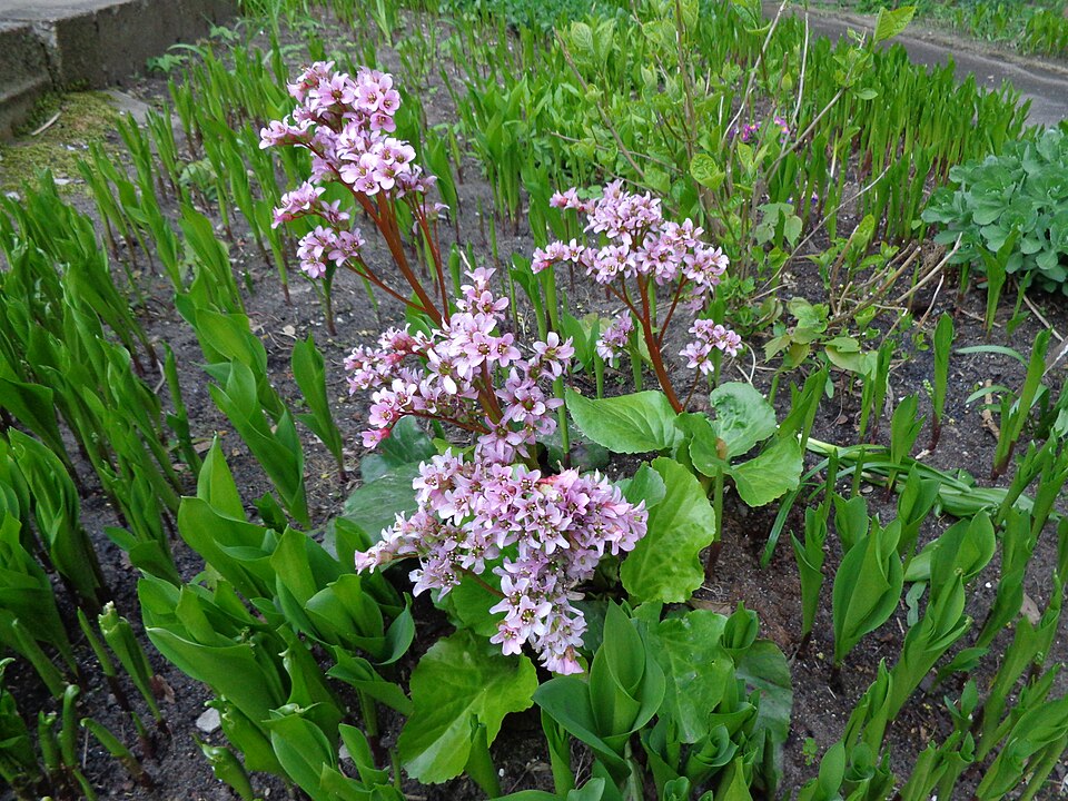 Bergenia (elephant-ears) (alternate view 4)
