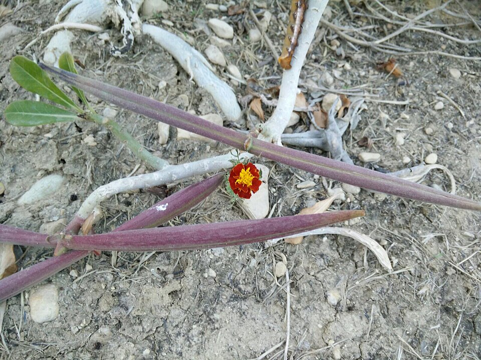 Adenium (alternate view 2)