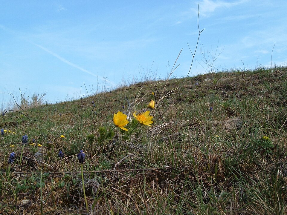 Muscari botryoides (common grape hyacinth) (alternate view 10)