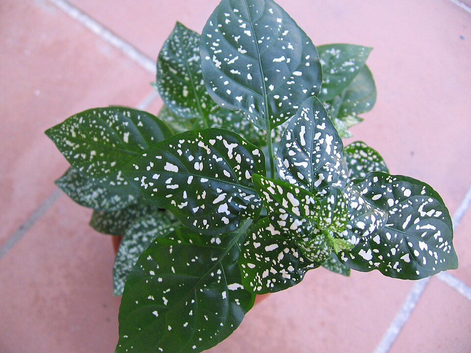 Hypoestes phyllostachya (Polka Dot Plant) (alternate view 2)