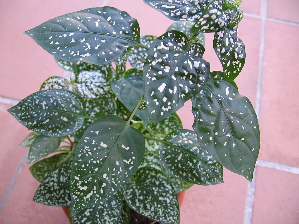 Hypoestes phyllostachya (Polka Dot Plant) (alternate view 3)