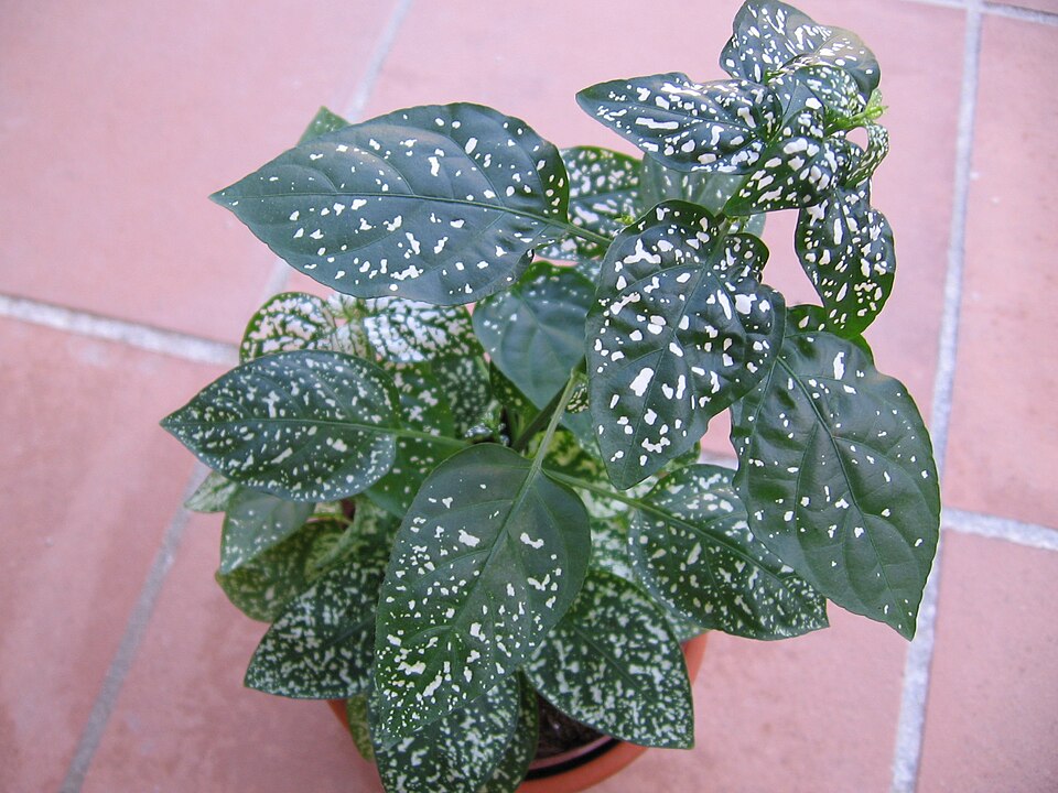 Hypoestes phyllostachya (Polka Dot Plant) (alternate view 4)