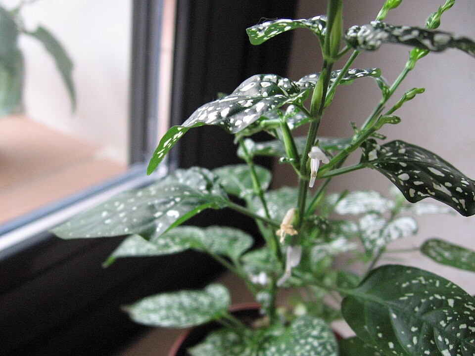 Hypoestes phyllostachya (Polka Dot Plant) (alternate view 5)