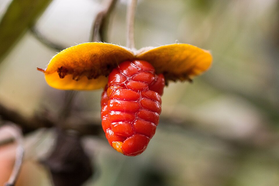Pittosporum bicolor (Banyalla) (alternate view 7)