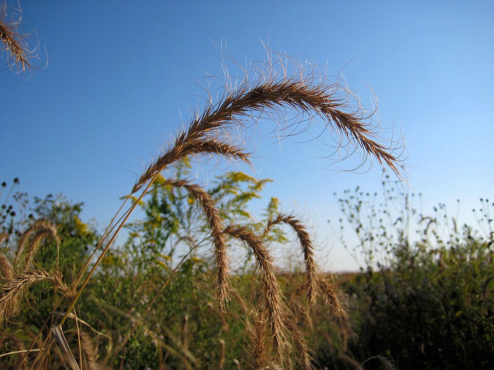Elymus canadensis (Canada wild rye) (alternate view 7)