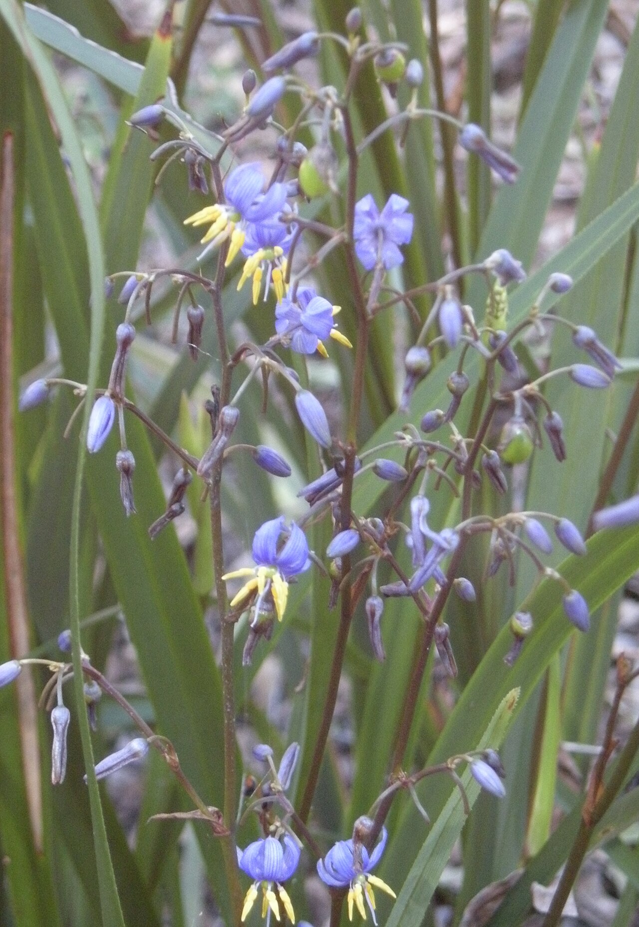 Dianella caerulea, Blue flax-lily — clumping evergreen (Asphodelaceae) (image 1 of 9)