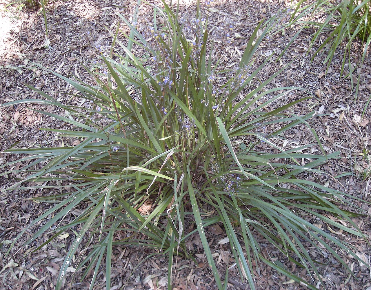 Dianella caerulea, Blue flax-lily — clumping evergreen (Asphodelaceae) (image 2 of 9)