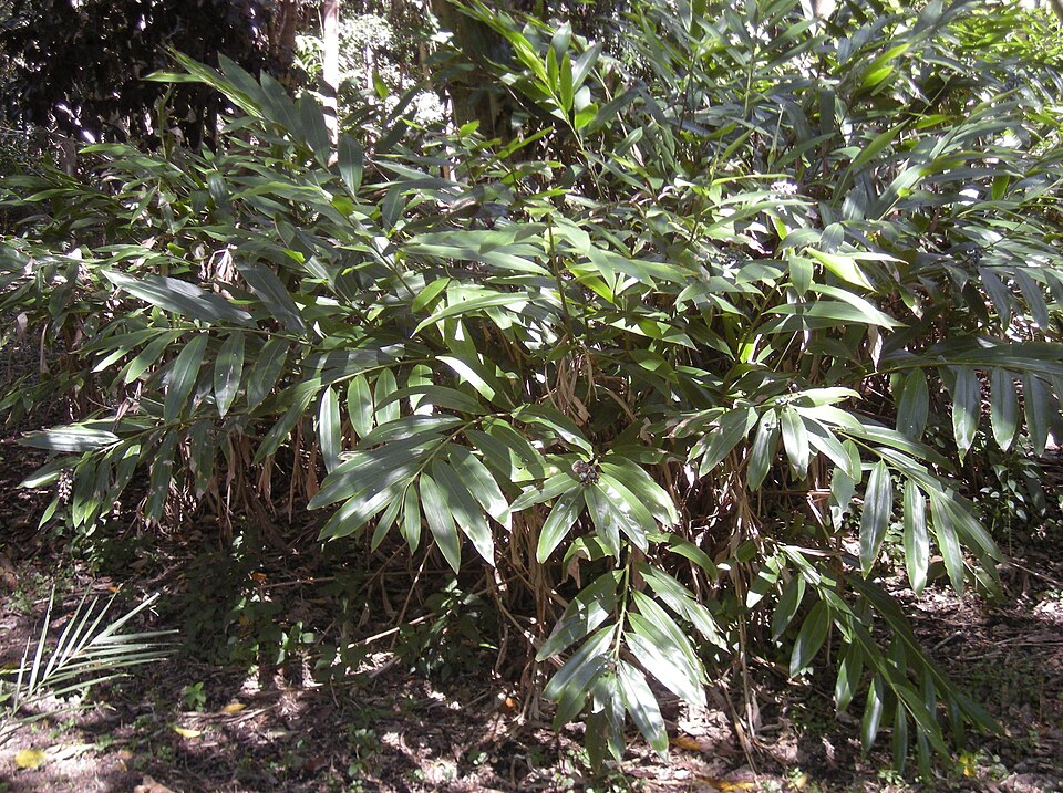 Alpinia caerulea (Native Ginger) (alternate view 6)
