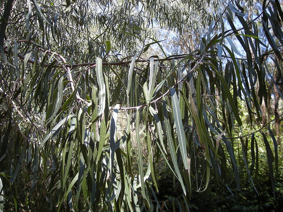Geijera parviflora (Wilga) (alternate view 7)