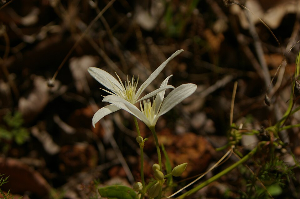 Clematis pubescens (Common Clematis) (alternate view 6)