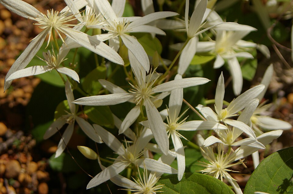 Clematis pubescens (Common Clematis) (alternate view 7)