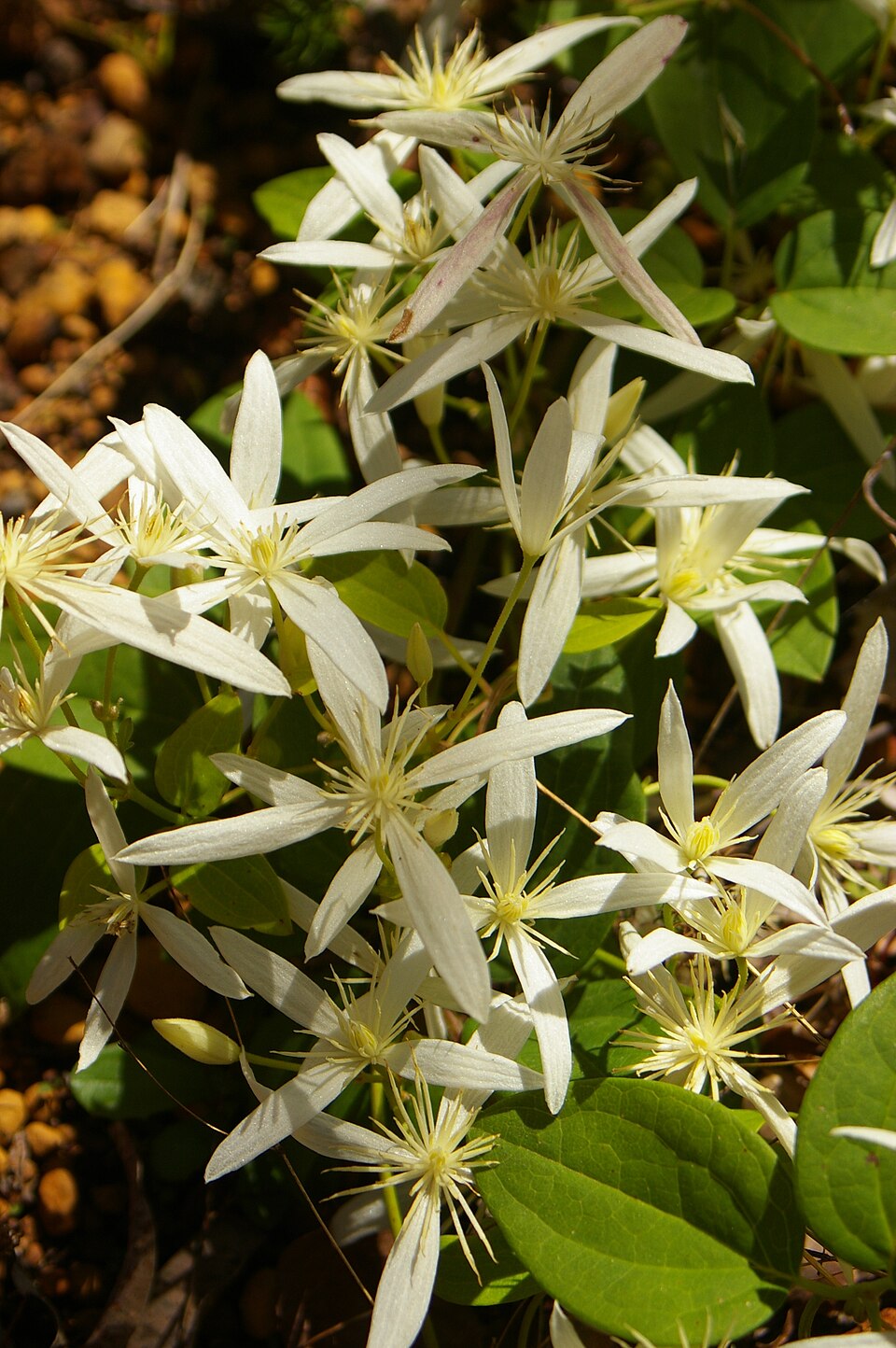 Clematis pubescens (Common Clematis) (alternate view 8)