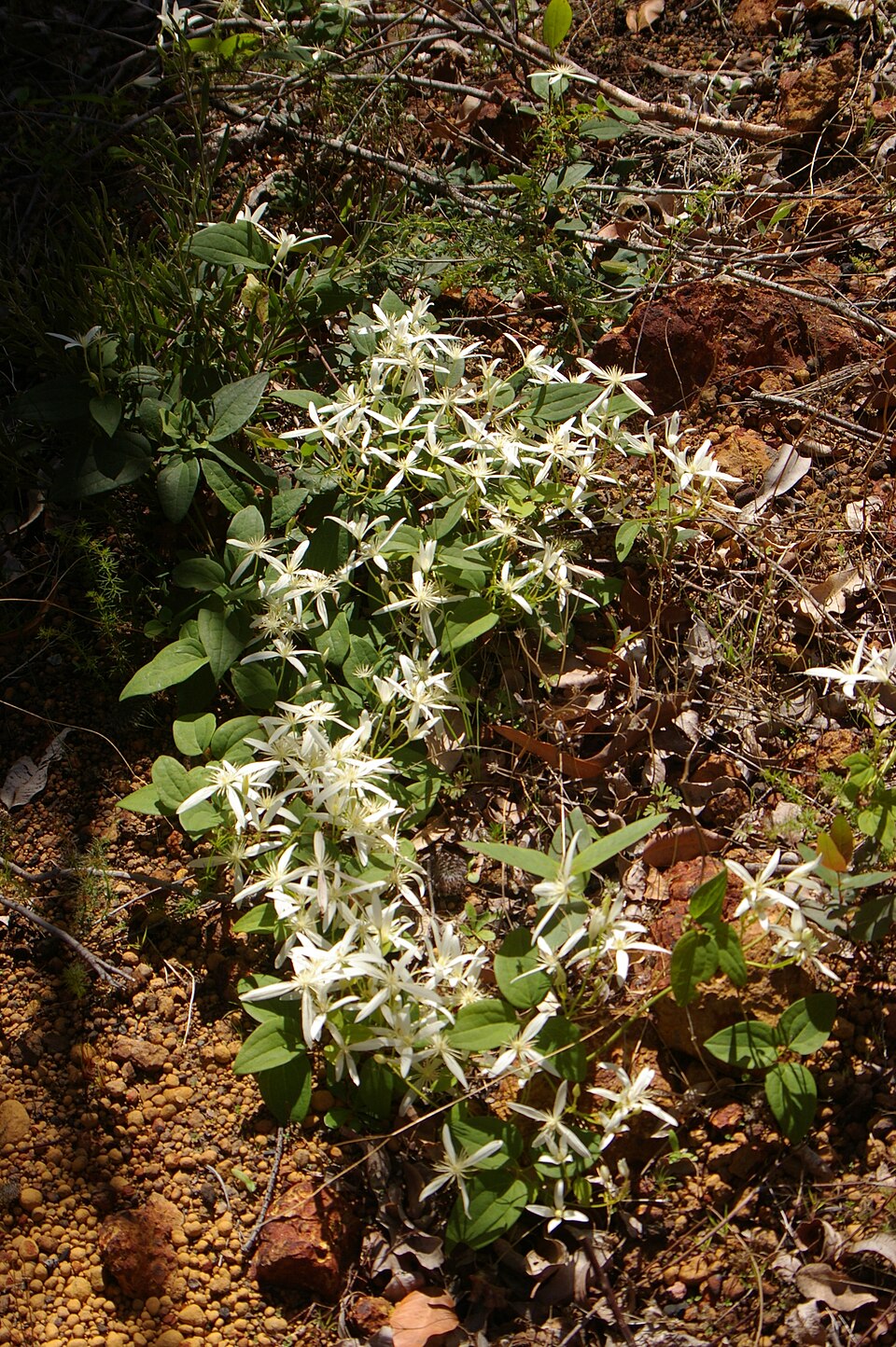 Clematis pubescens (Common Clematis) (alternate view 9)