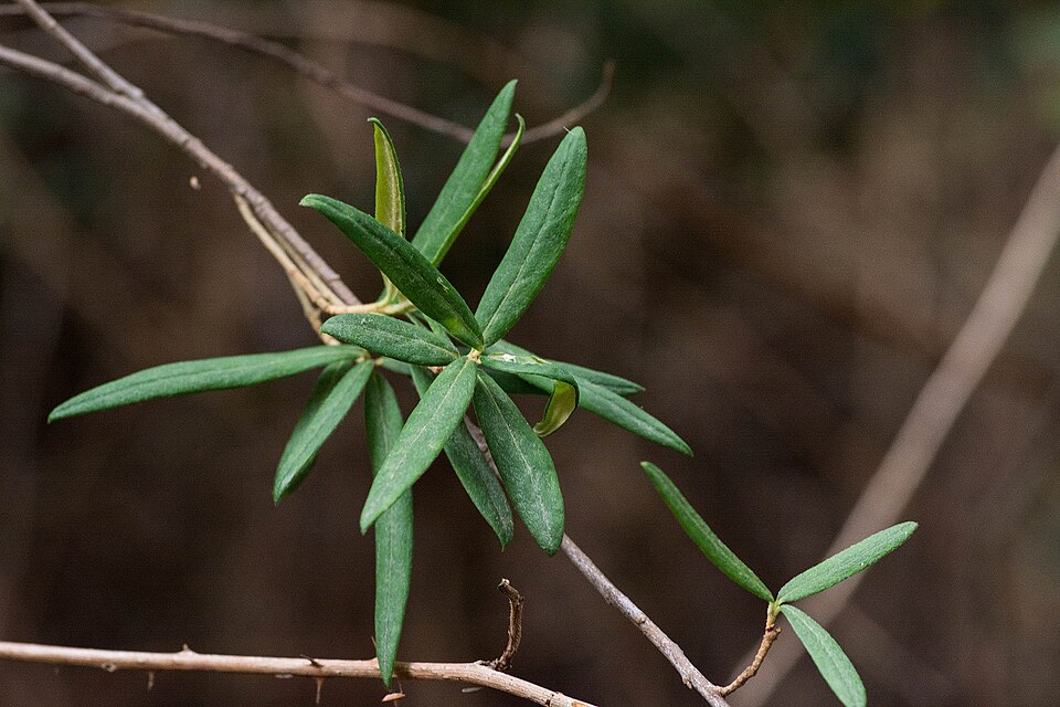 Pittosporum bicolor (Banyalla) (alternate view 8)