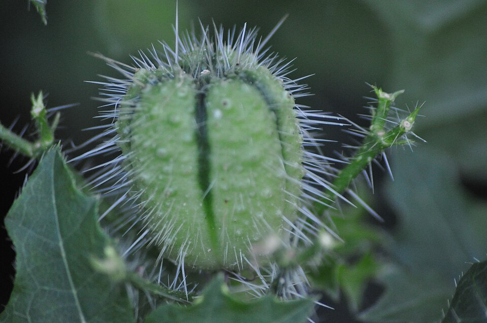 Cnidoscolus texanus (Texas Bull Nettle) (alternate view 6)