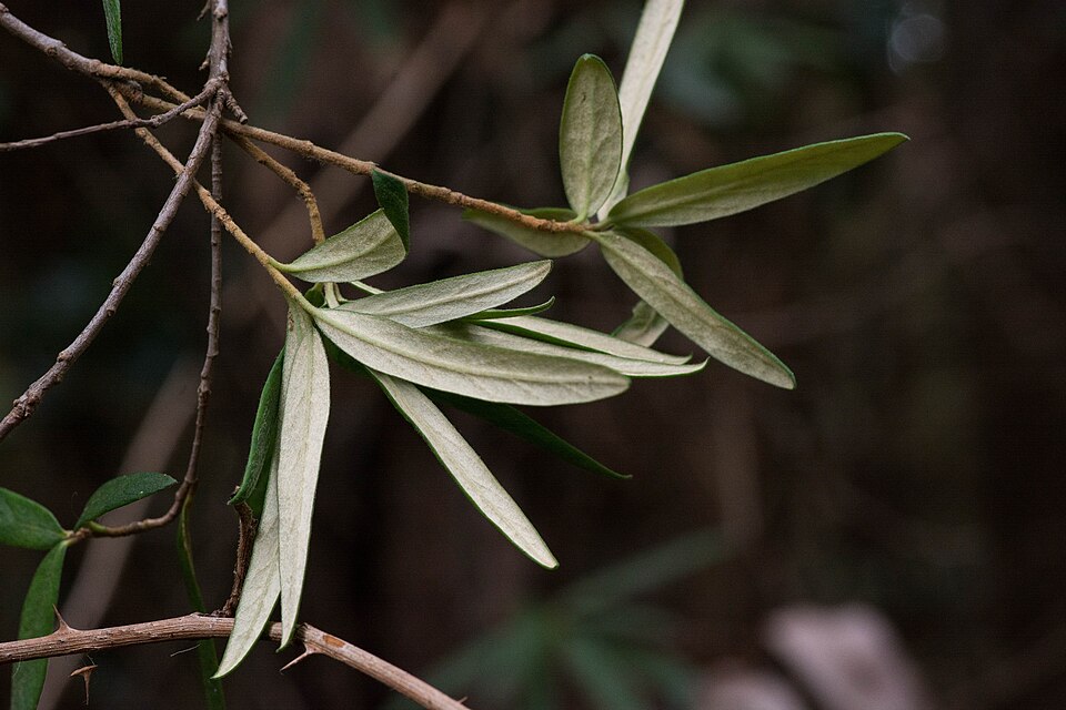 Pittosporum bicolor (Banyalla) (alternate view 9)