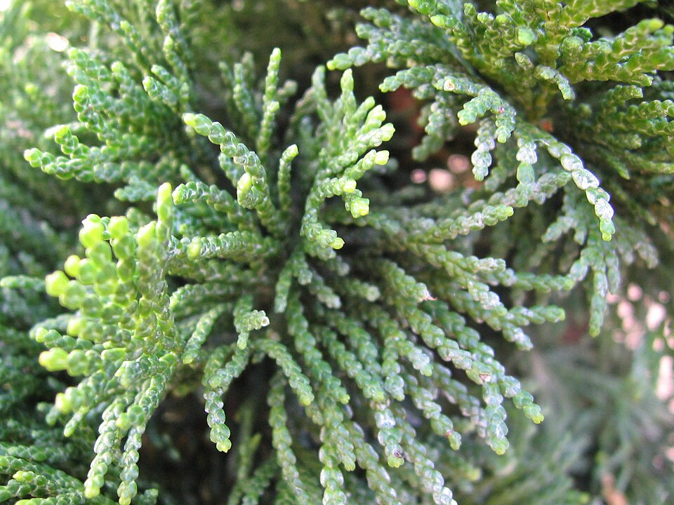 Chamaecyparis obtusa 'Nana Gracilis' (Dwarf Hinoki Cypress)