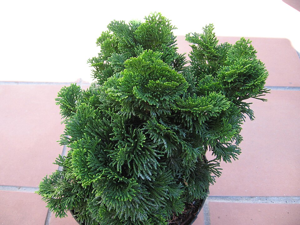 Chamaecyparis obtusa 'Nana Gracilis' (Dwarf Hinoki Cypress) (alternate view 2)