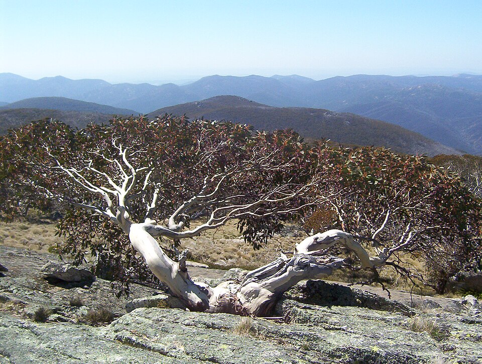 Eucalyptus pauciflora ssp. niphophila (Alpine Snow Gum) (alternate view 7)