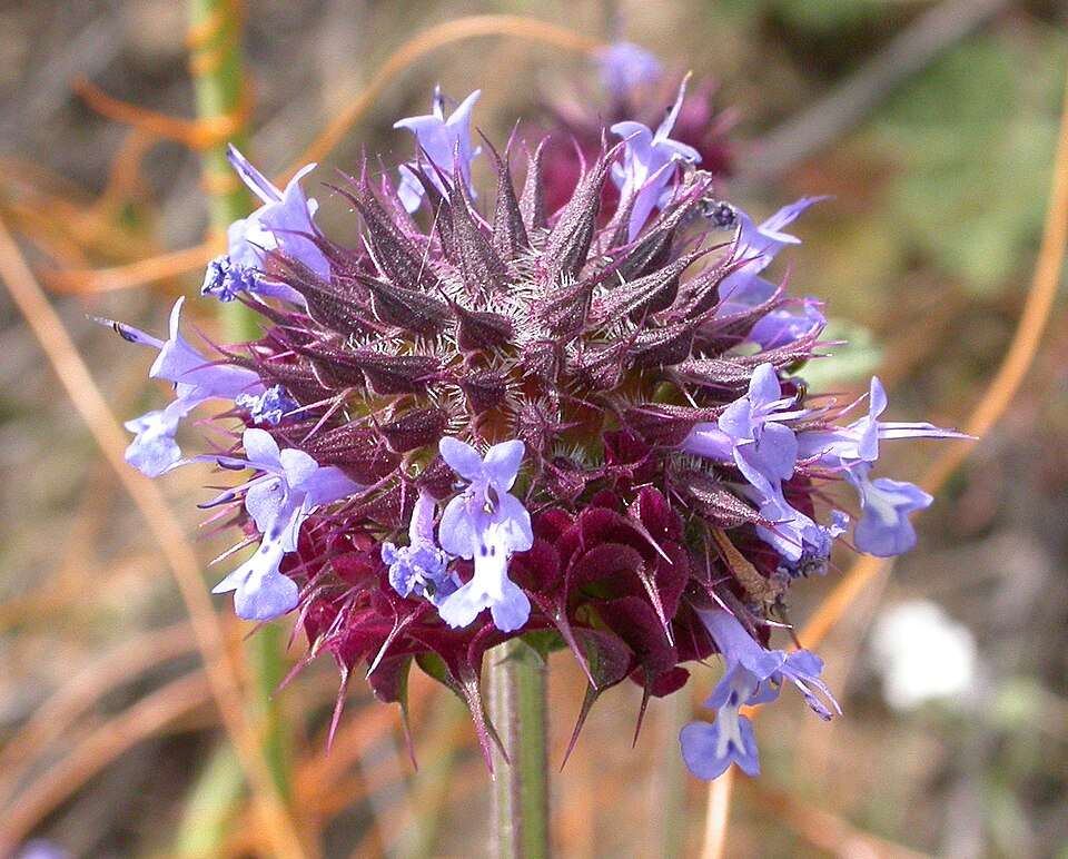 Salvia columbariae (Chia) (alternate view 4)