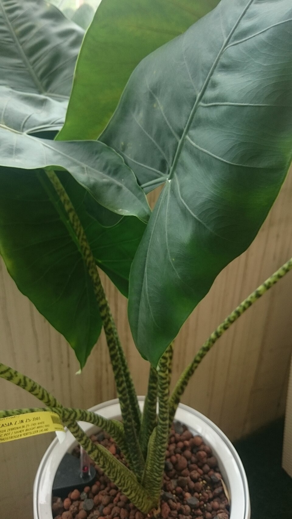 Alocasia zebrina (Zebra Alocasia) (alternate view 4)