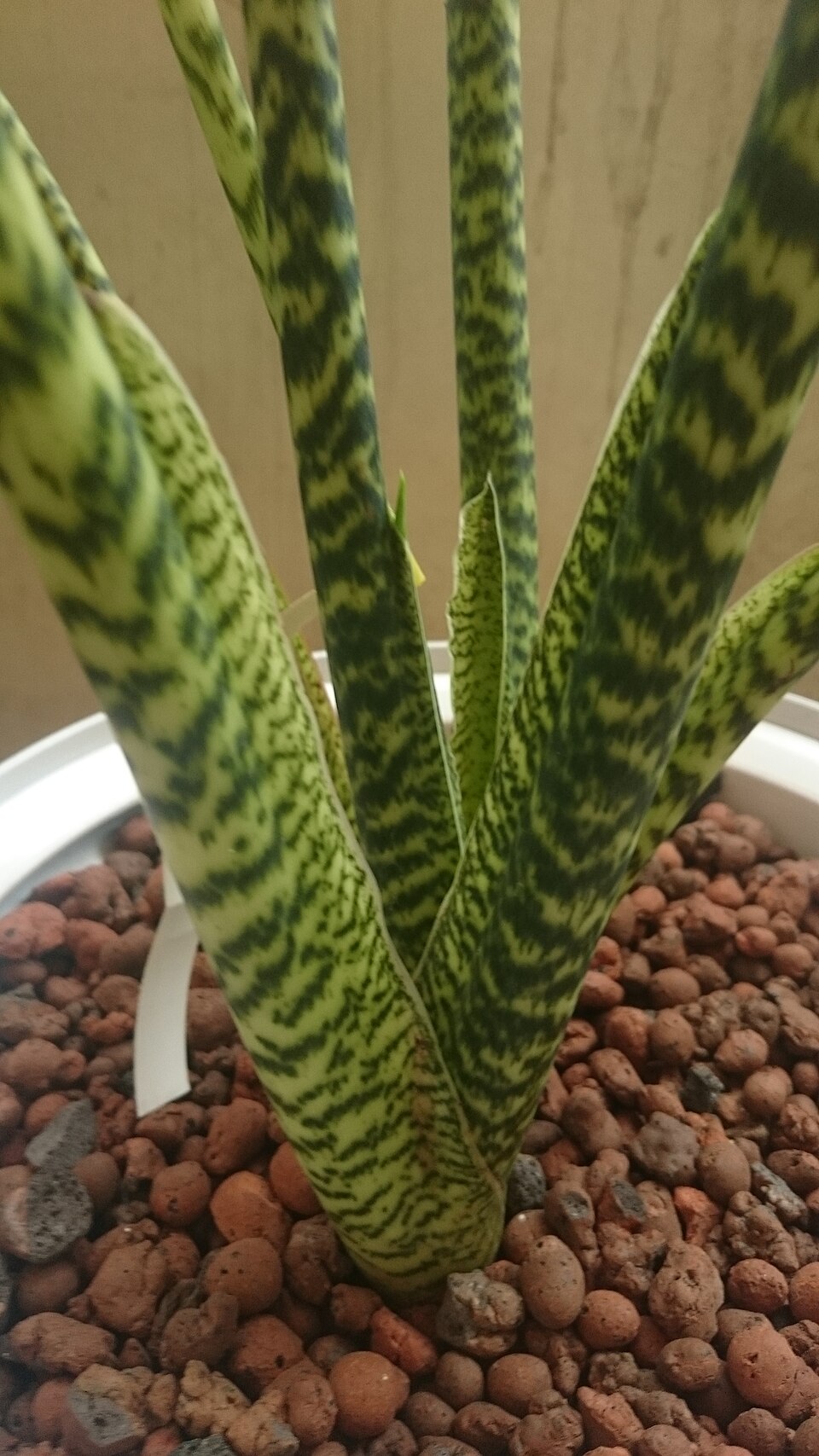 Alocasia zebrina (Zebra Alocasia) (alternate view 5)
