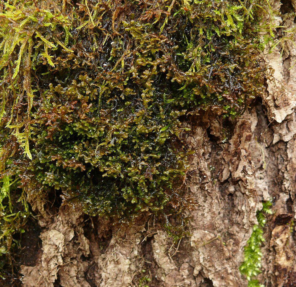 Frullania tamarisci (Tamarisk Scalewort) (alternate view 8)