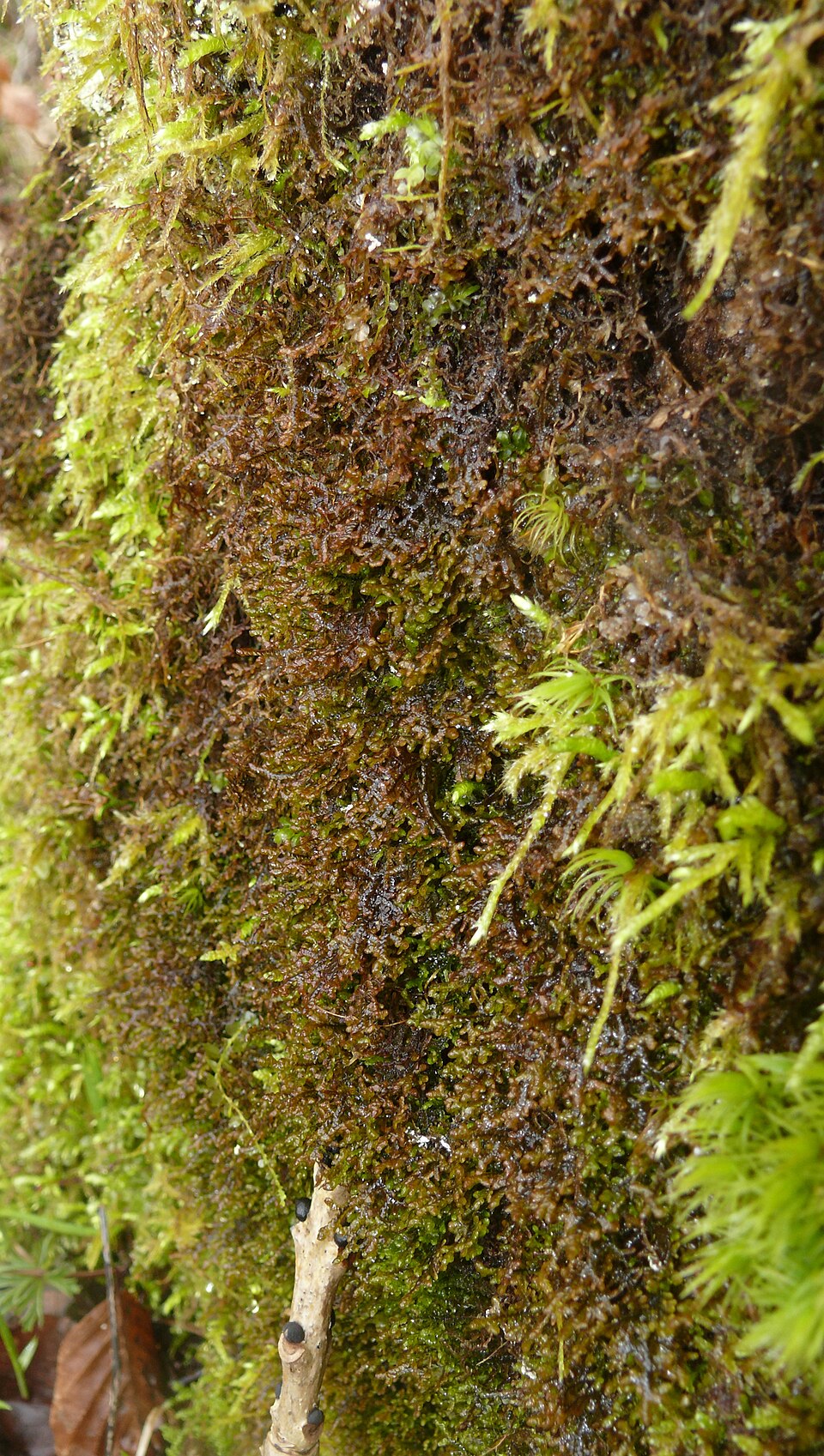 Frullania tamarisci (Tamarisk Scalewort) (alternate view 9)