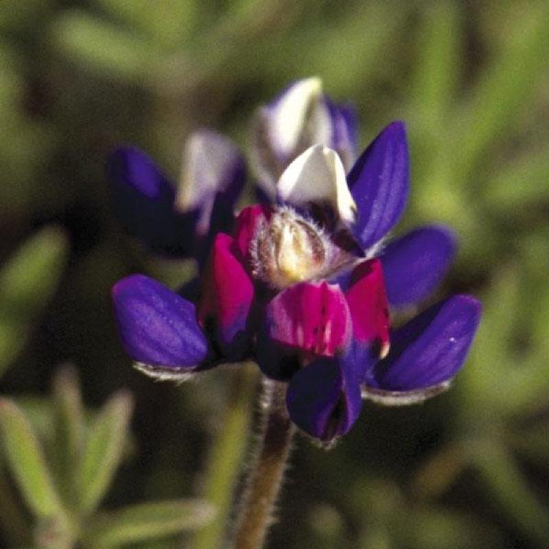Lupinus nanus (Sky Lupine) (alternate view 7)