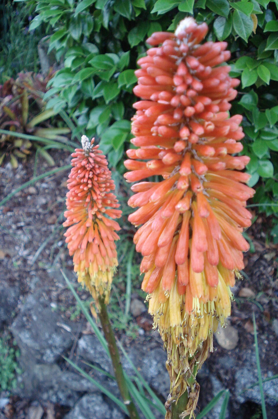 Kniphofia (Pokers) (alternate view 3)