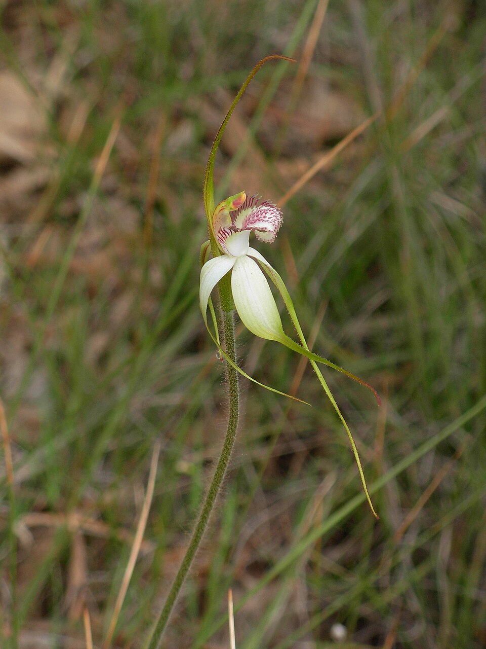 Caladenia longicauda (White Spider Orchid) (alternate view 5)