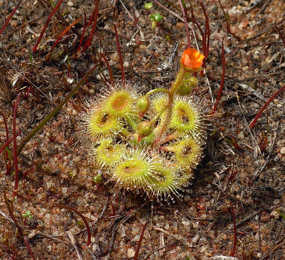 Drosera glanduligera (Pimpernel sundew) (alternate view 7)