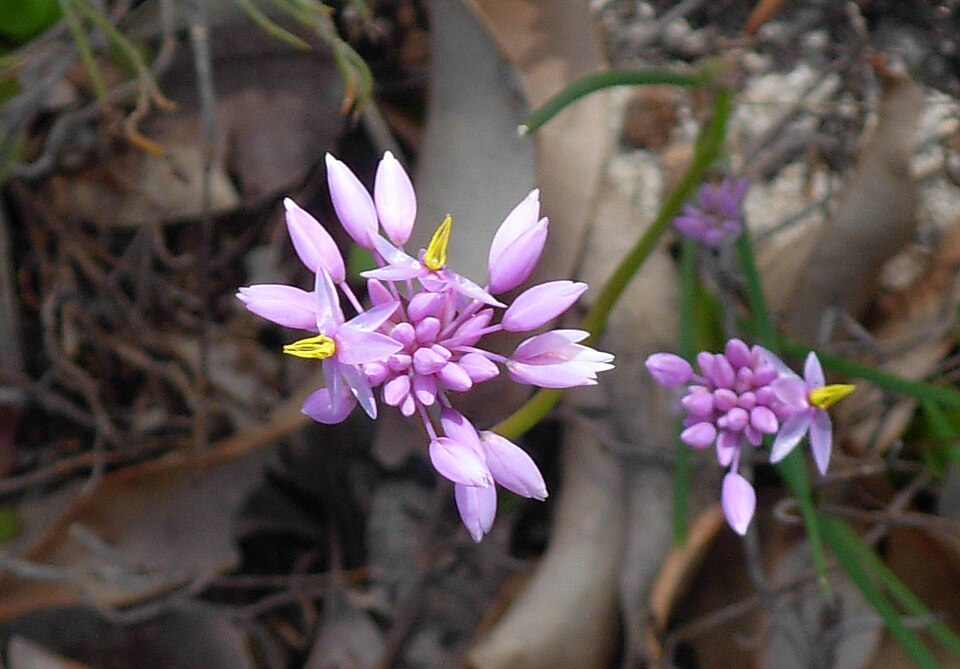 Sowerbaea laxiflora (Purple Tassels) (alternate view 6)