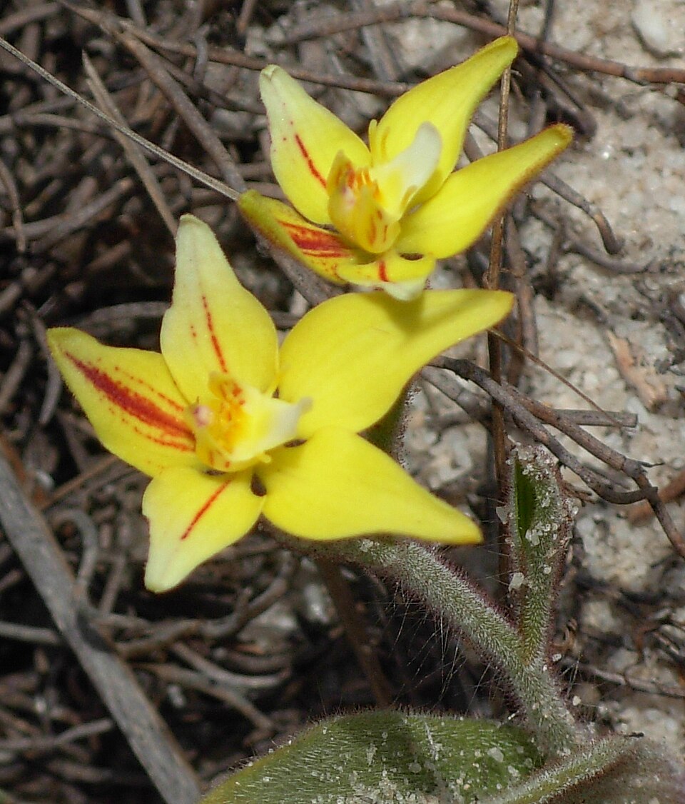 Caladenia flava (Cowslip Orchid) (alternate view 4)
