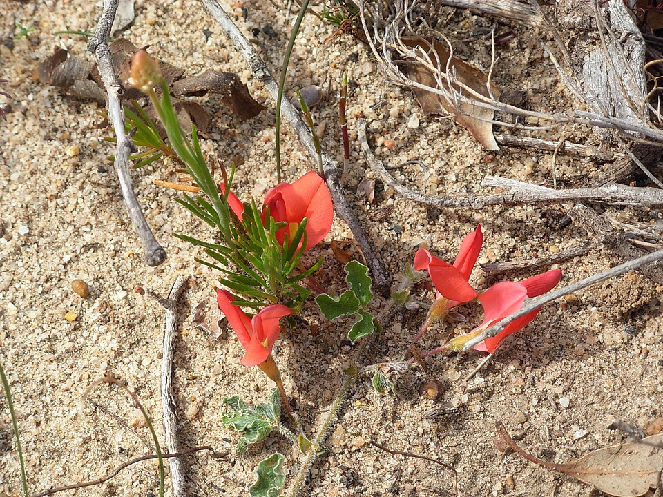 Kennedia prostrata (Running Postman) (alternate view 5)
