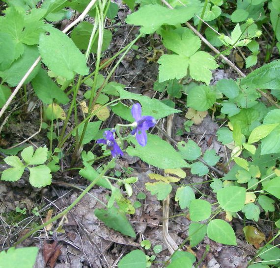 Delphinium tricorne (dwarf larkspur) (alternate view 8)
