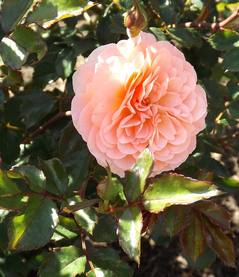Rosa 'Apricot Drift' (Apricot Drift Rose) (alternate view 3)