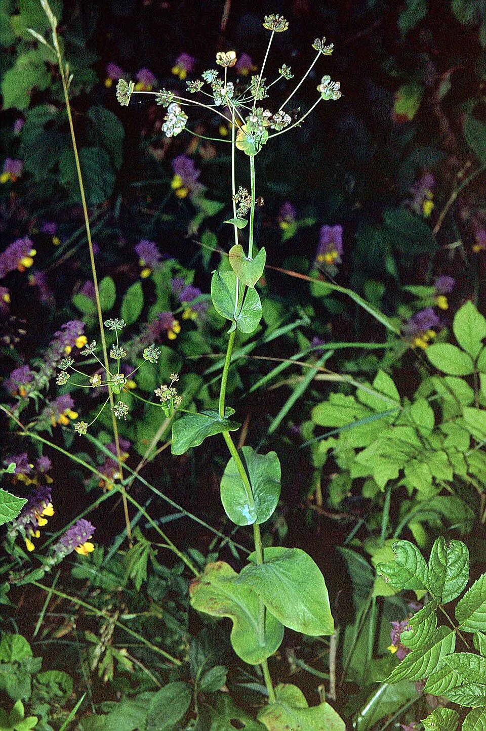 Bupleurum longifolium (Long-leaved Hare's Ear) (alternate view 6)