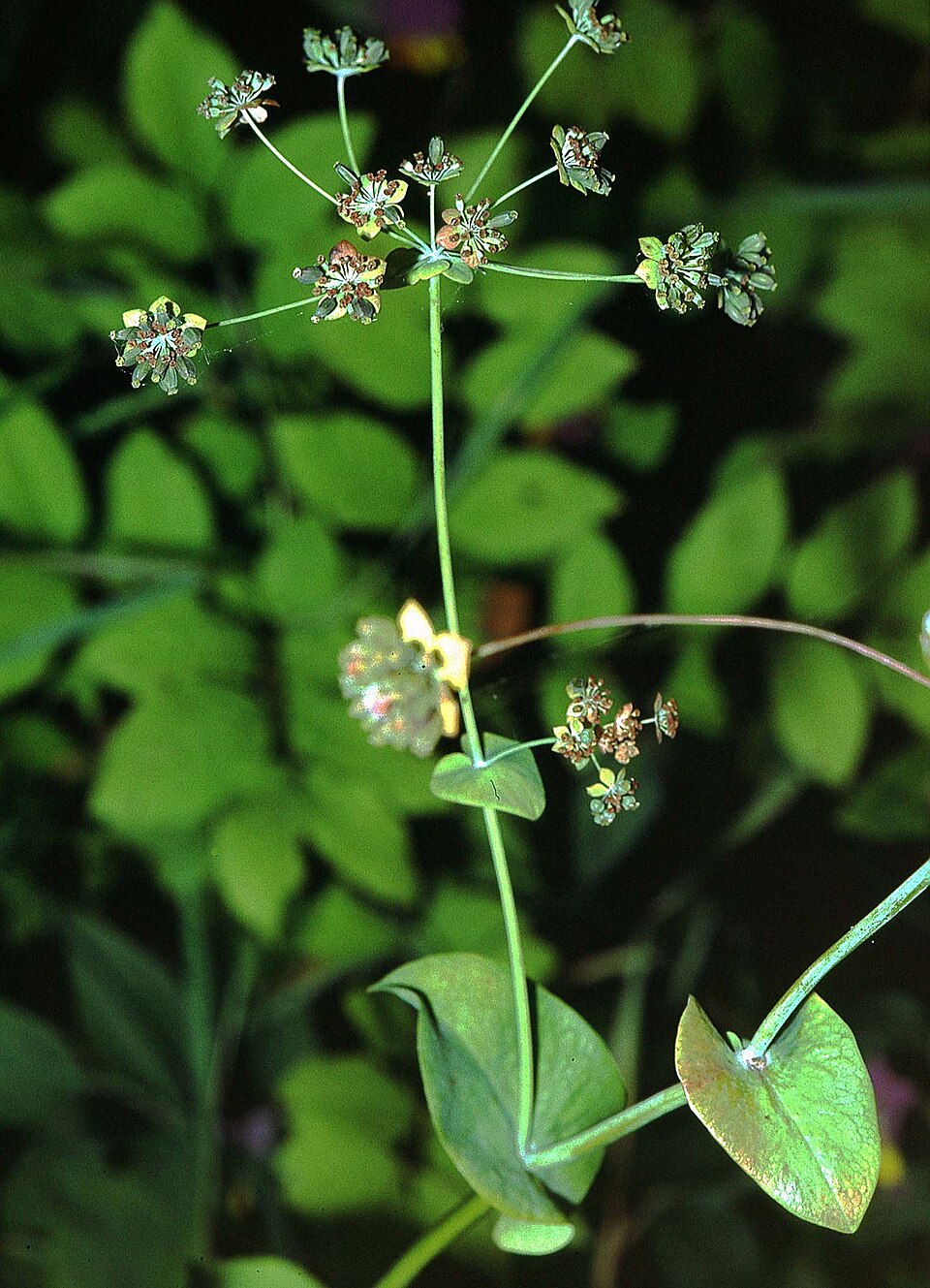 Bupleurum longifolium (Long-leaved Hare's Ear) (alternate view 7)