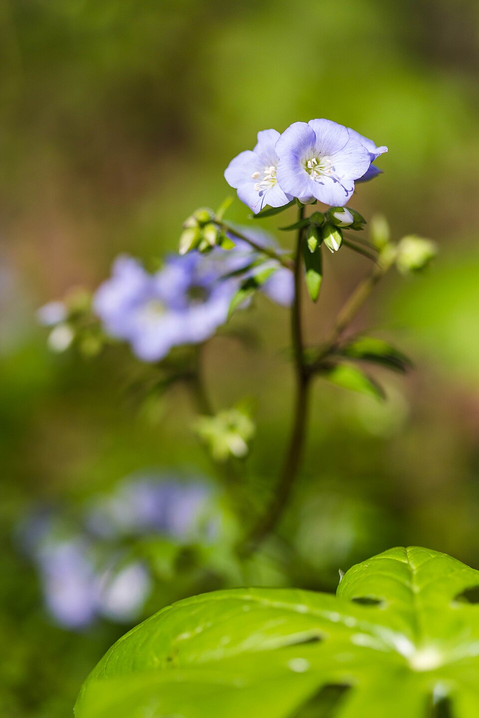 Polemonium reptans (Jacob's ladder) (alternate view 3)