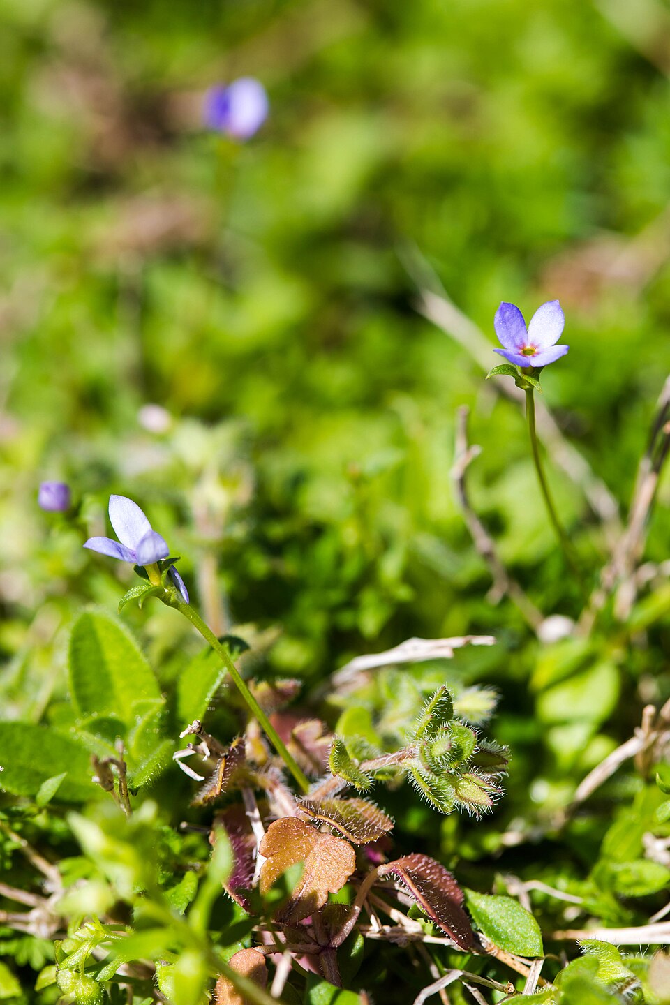 Houstonia purpurea (summer bluet) (alternate view 3)