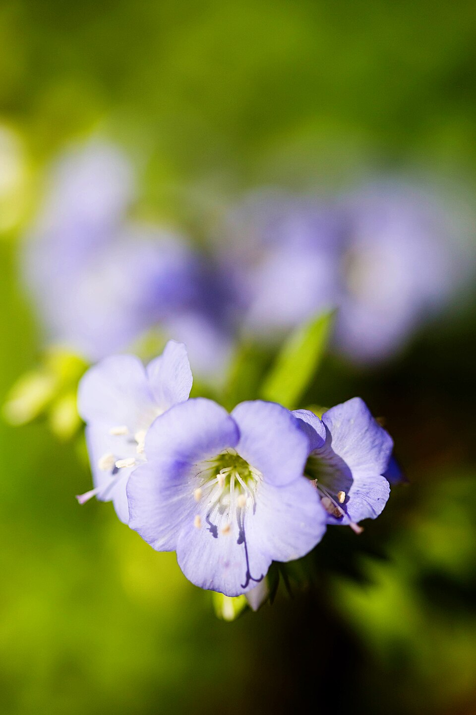 Polemonium reptans (Jacob's ladder) (alternate view 4)