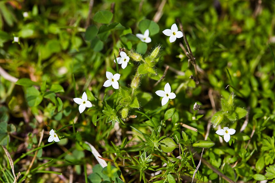 Houstonia purpurea (summer bluet) (alternate view 4)
