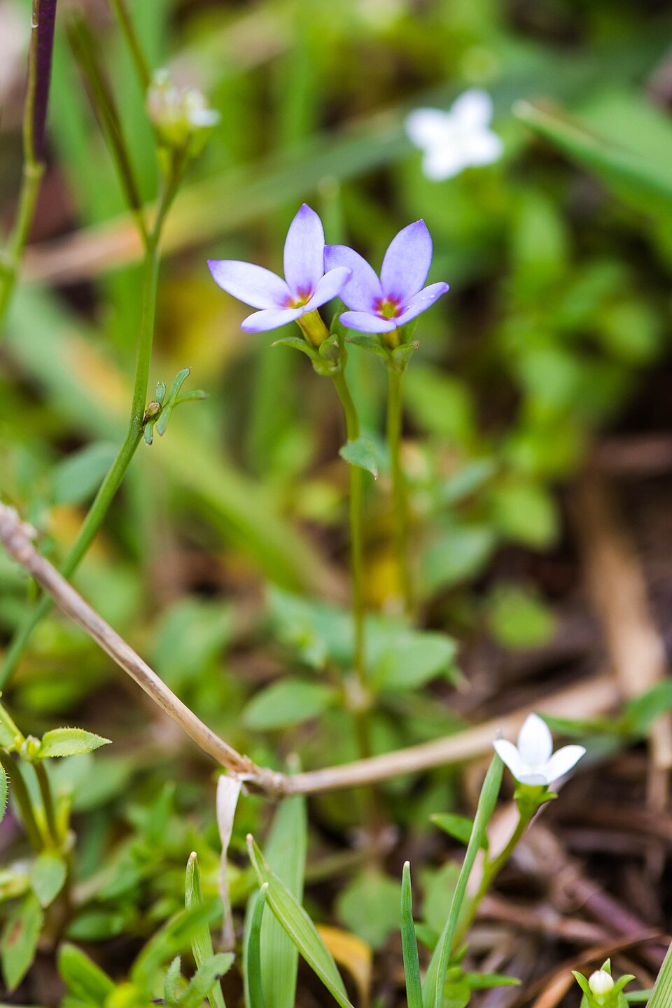 Houstonia purpurea (summer bluet) (alternate view 5)