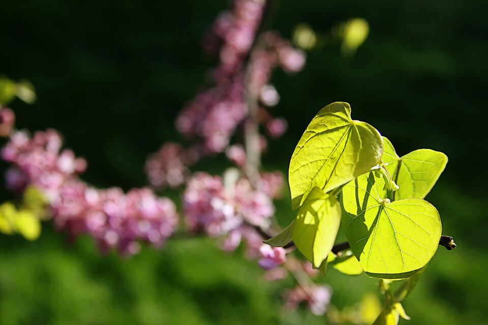 Cercis canadensis (redbud)