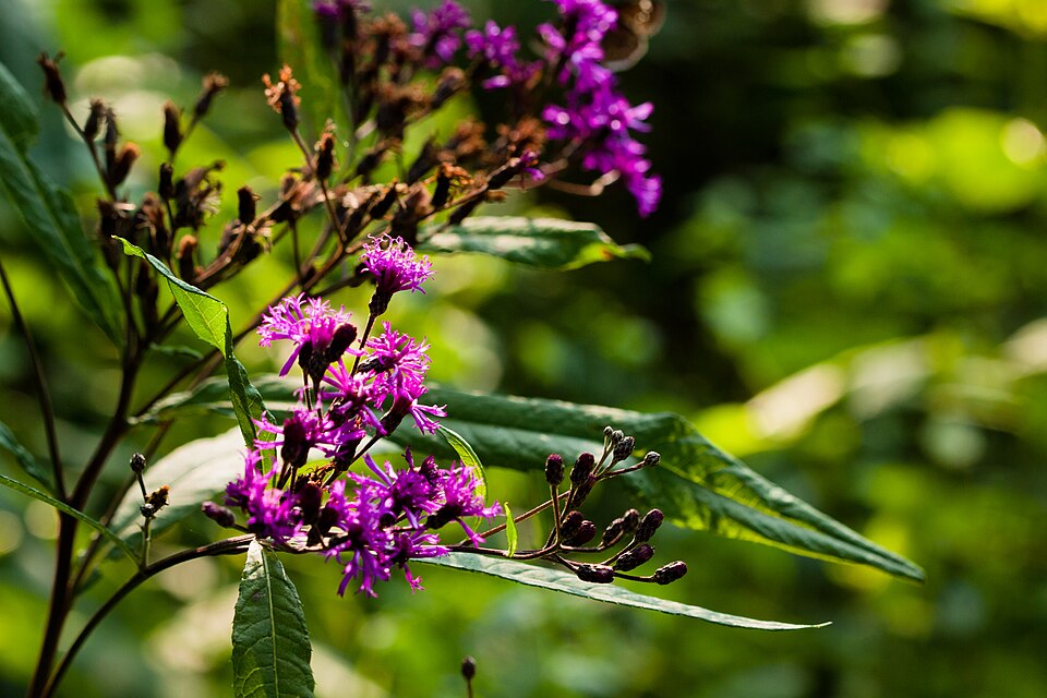 Vernonia gigantea (Tall Ironweed) (alternate view 5)