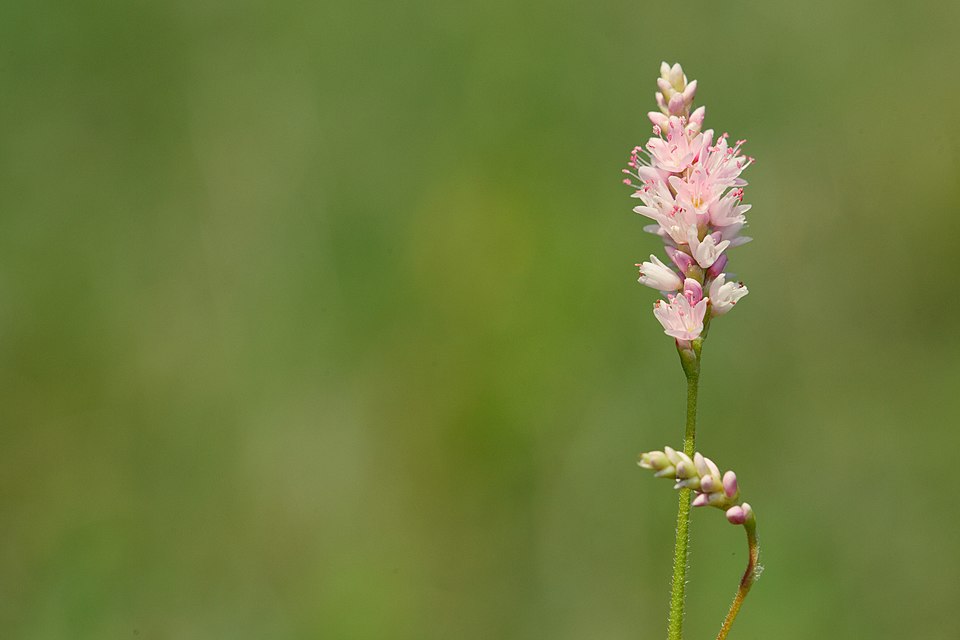 Polygonum (knotweeds) (alternate view 9)